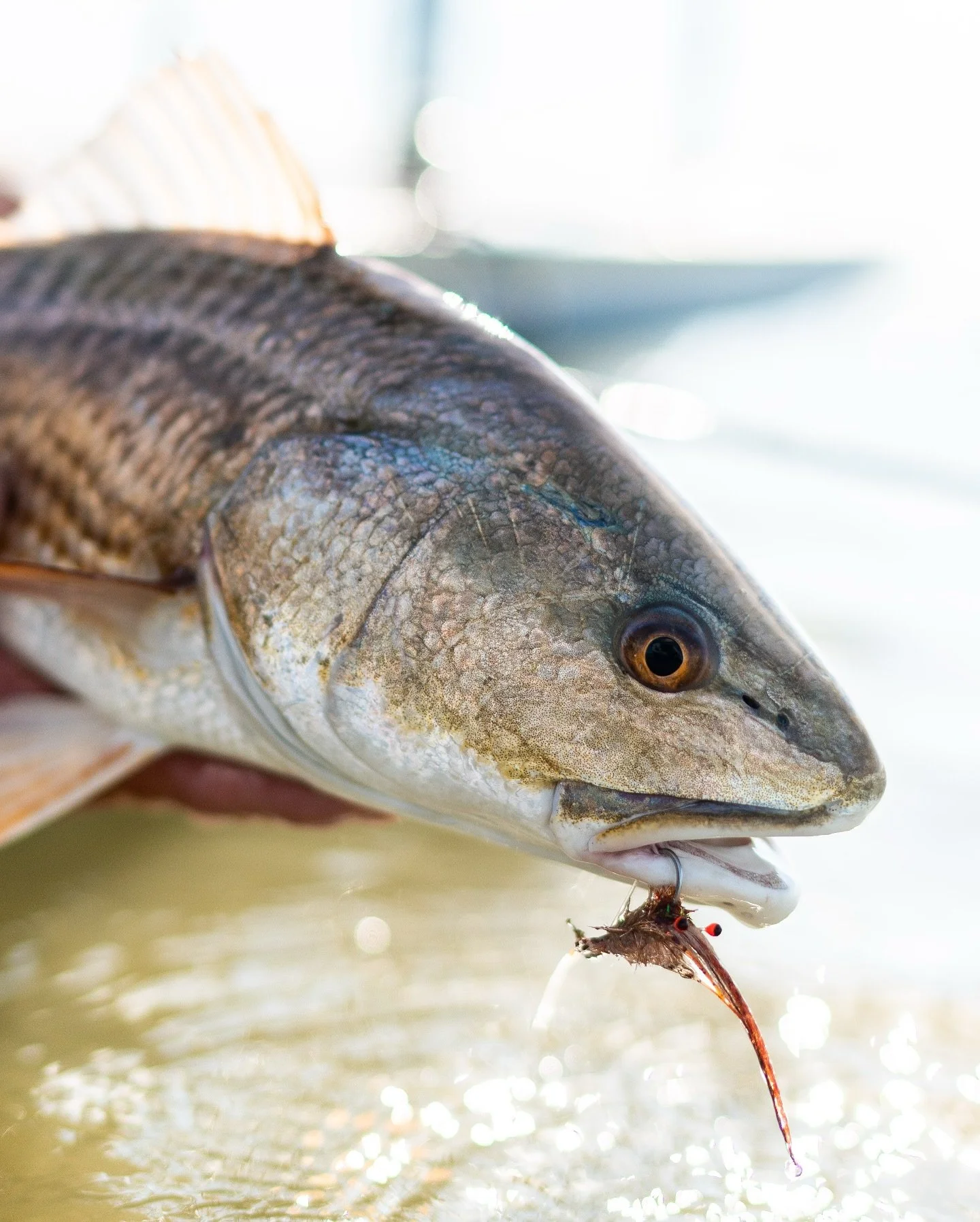 A shrimp fly still hanging from the corner of a Redfish&rsquo;s mouth &mdash; that&rsquo;s the kind of confirmation we live for. Built to fool, tied to last, and tested in the marsh.  That moment when the fly does exactly what it was made to do. #sig