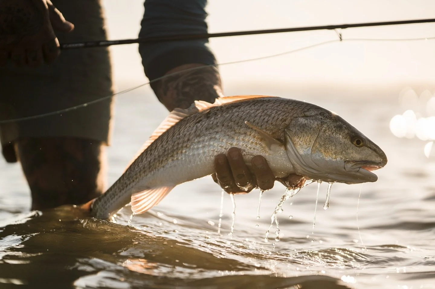 That moment when your heart&rsquo;s still racing, hands shaking, and you&rsquo;re cradling a Redfish you just spotted, stalked, and fooled in skinny water&mdash;
Yeah, that&rsquo;s what it&rsquo;s all about.⁠
⁠.
It&rsquo;s not just a catch&mdash;it&r