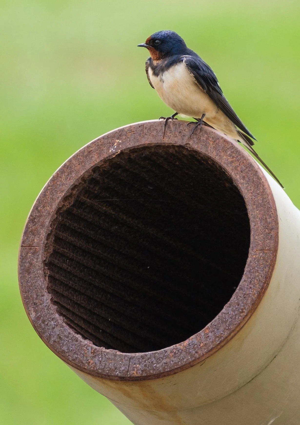 Bird on Cannon copy.jpg