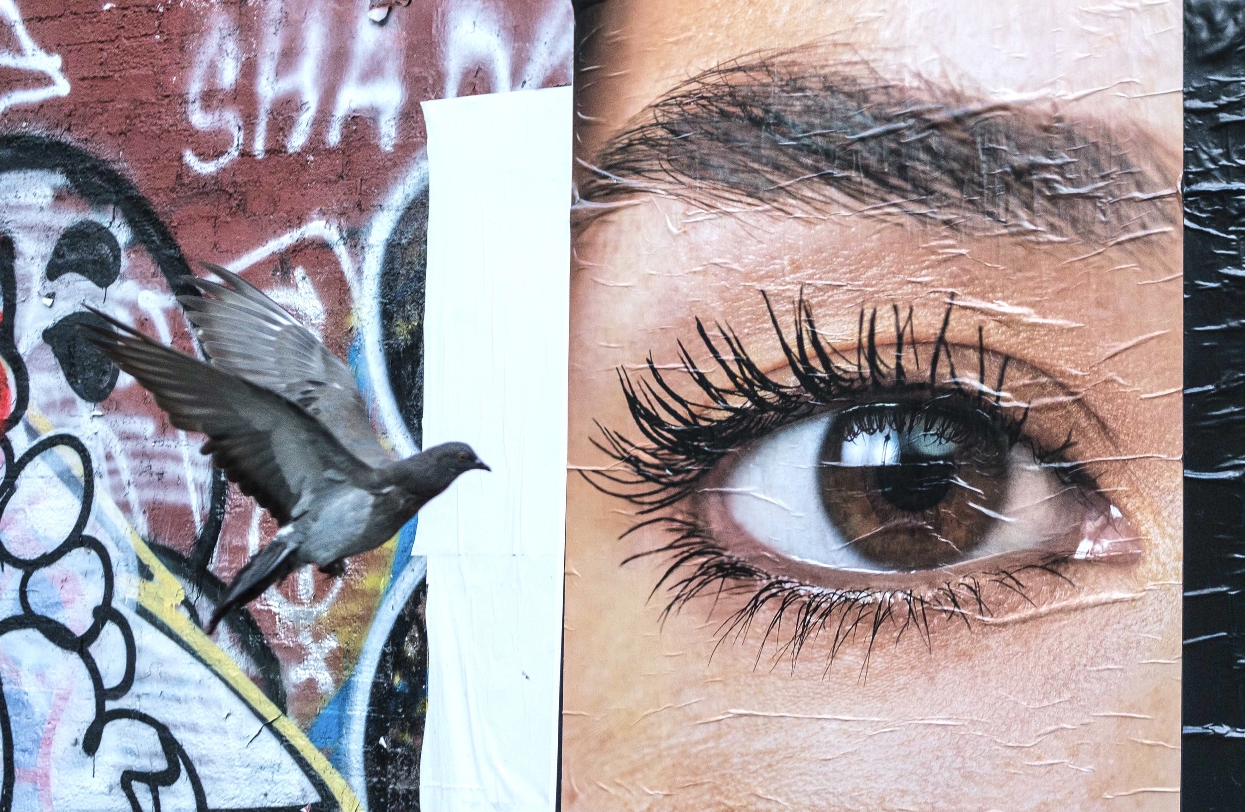 In the Eye Bird 2.jpg