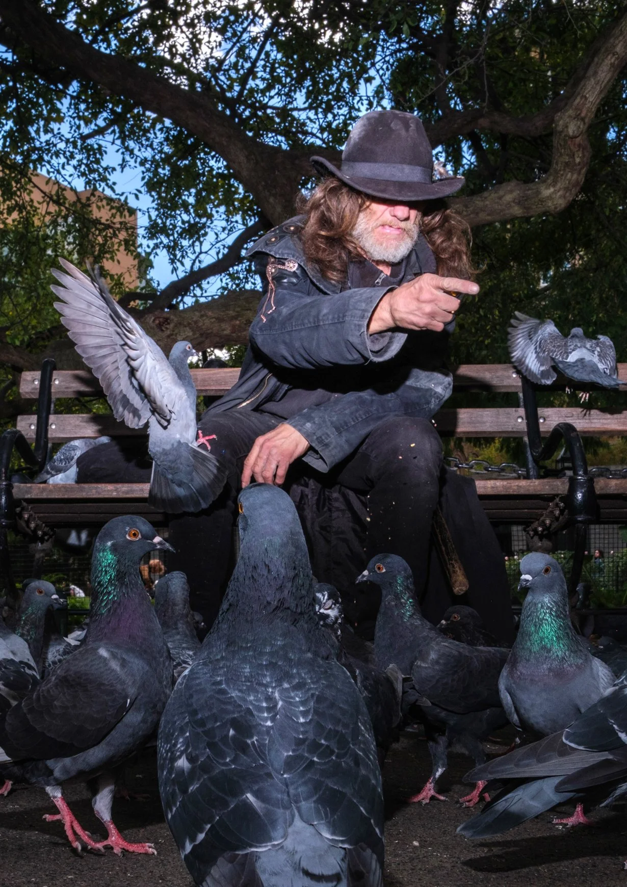 Pigeon Life copy.jpg
