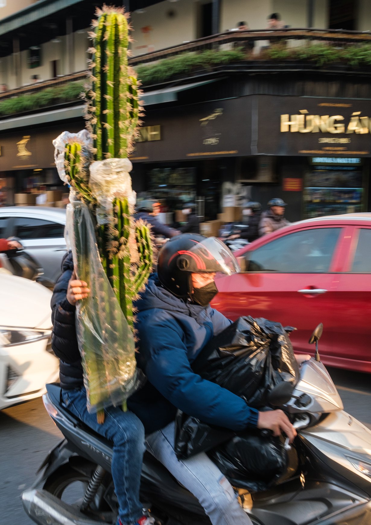 Catctus Scooter copy.jpg