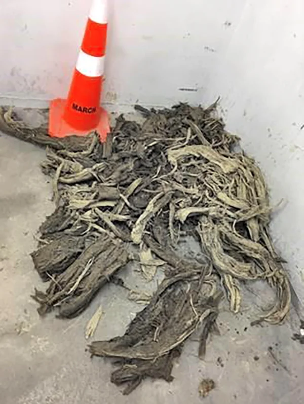 Ancient tree found Mt Eden web