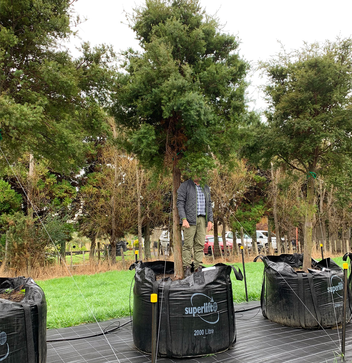 tree-nursery-05.jpg