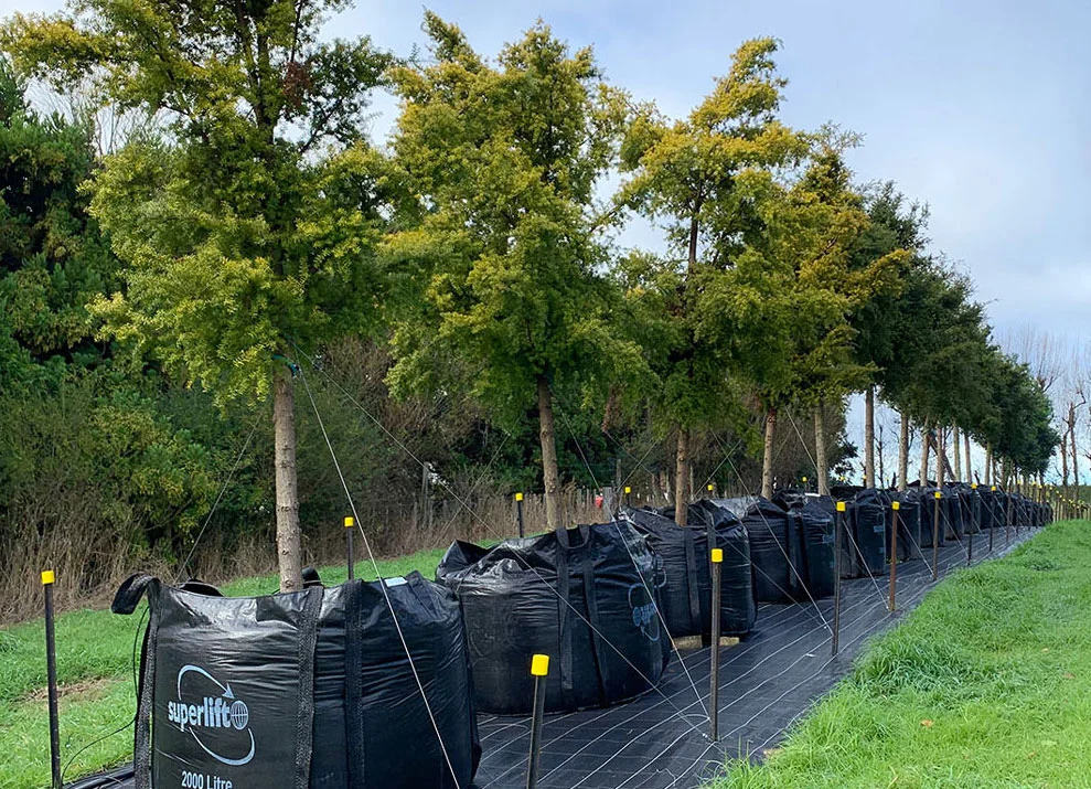 Native trees ready for the CRL