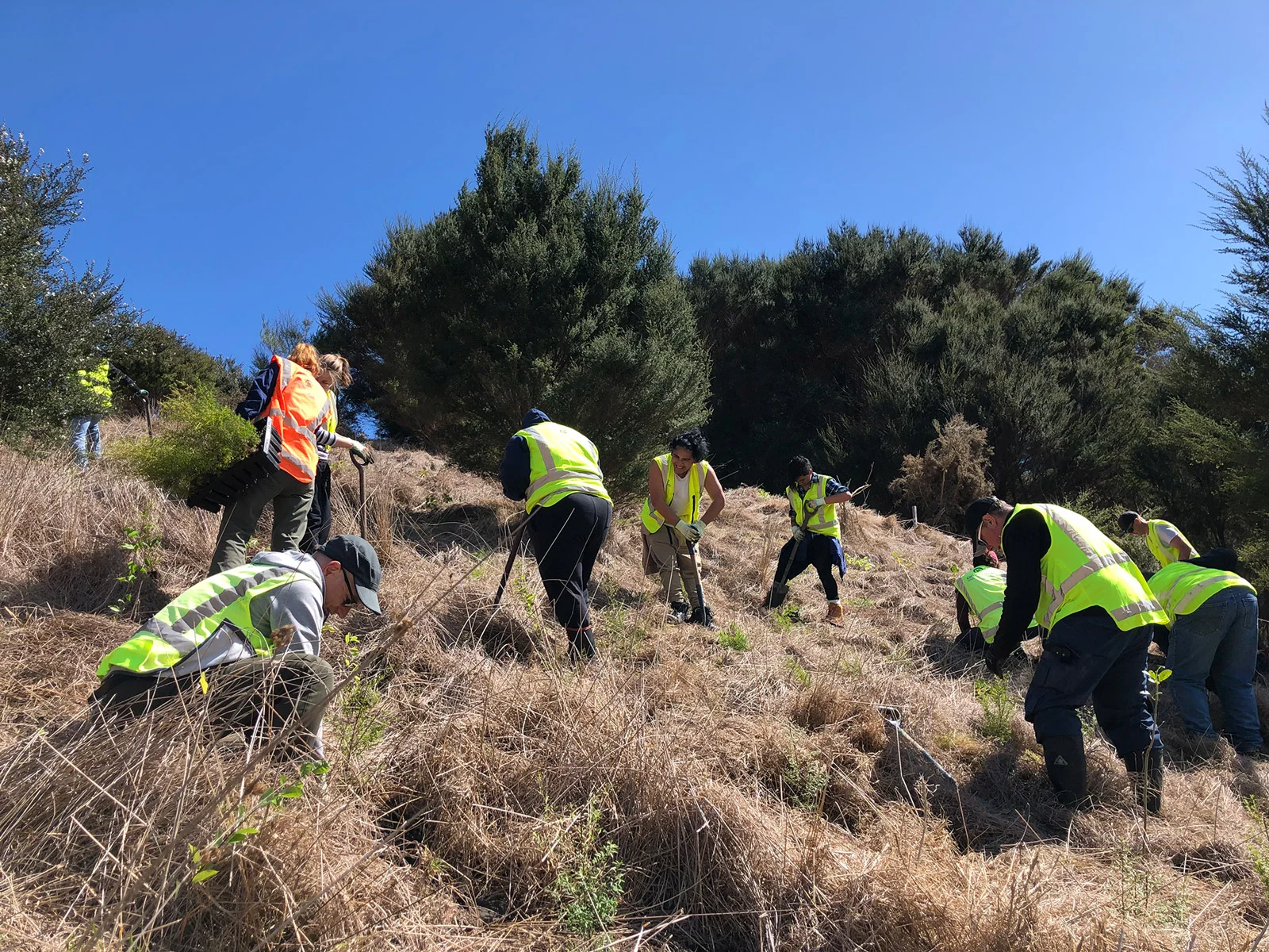 Health &amp; safety teams increase the health of the planet with huge tree planting effort