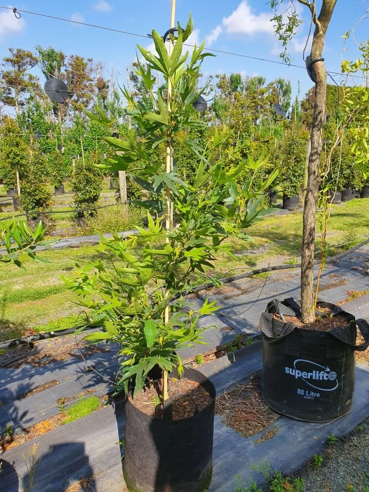 Historic Harvey Tree saved for future generations 