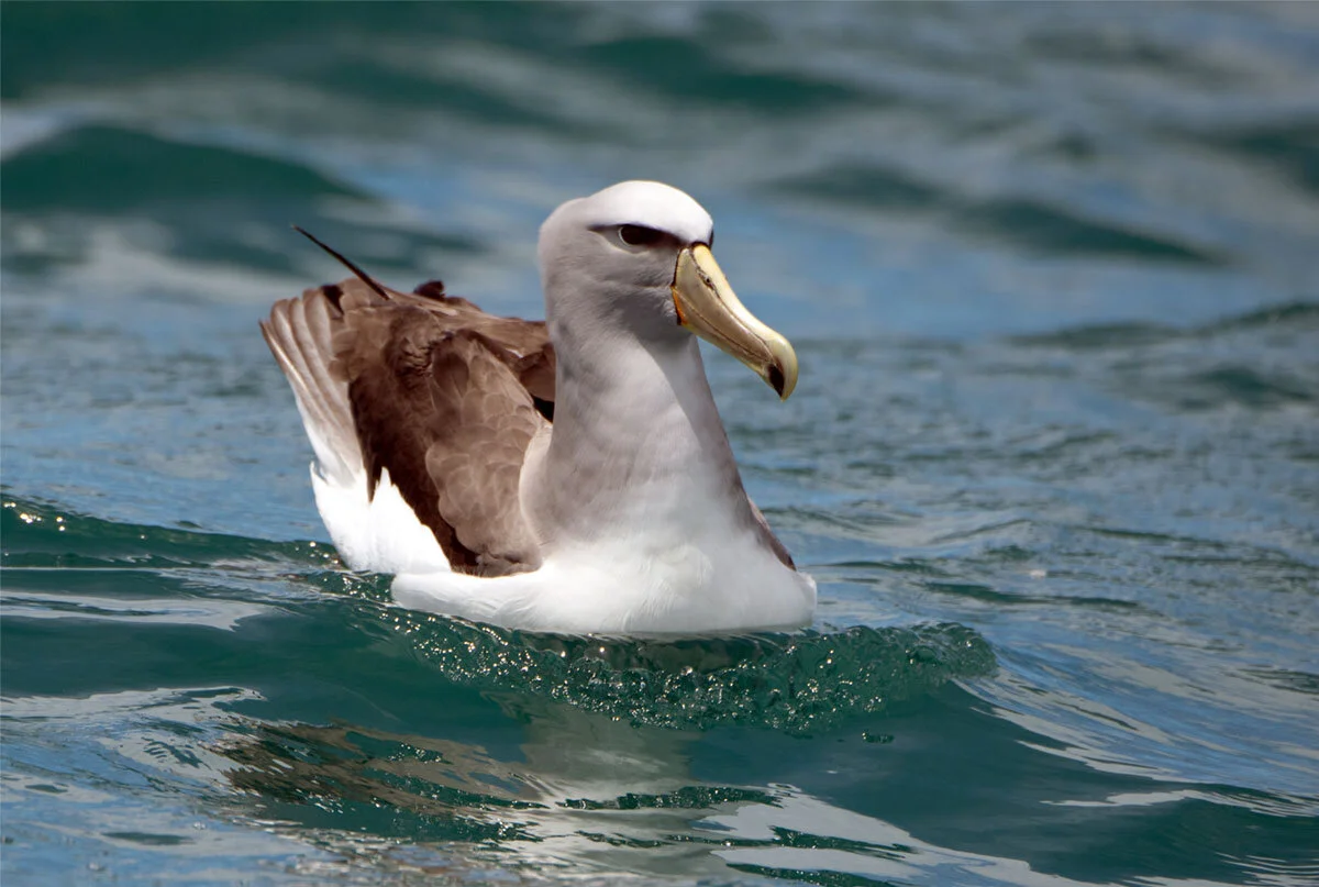 Mollyhawks fly the coop before demolition