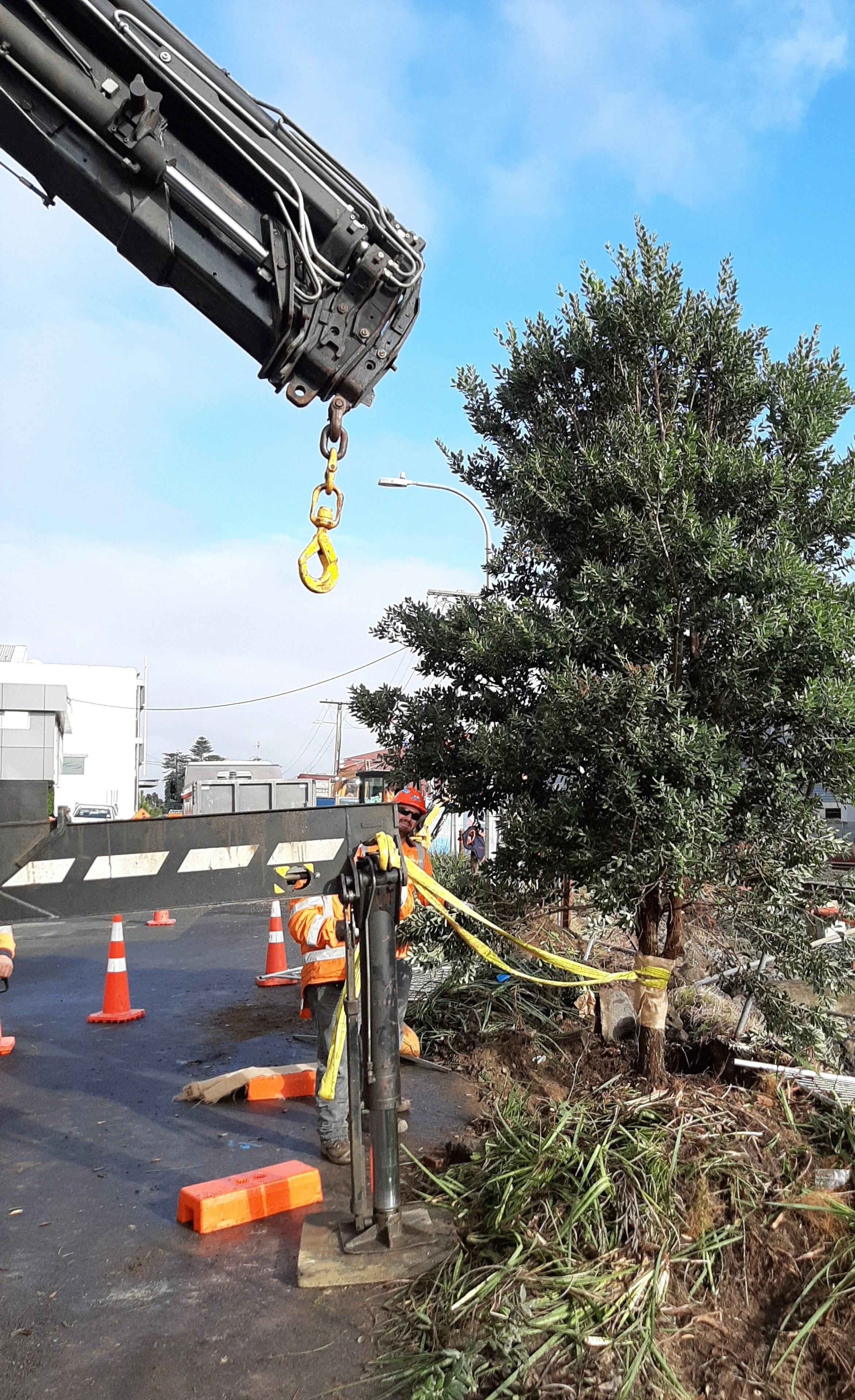  Pōhutukawa Trees at Fenton St in the way of construction being removed to  Western Park Freemans Bay 