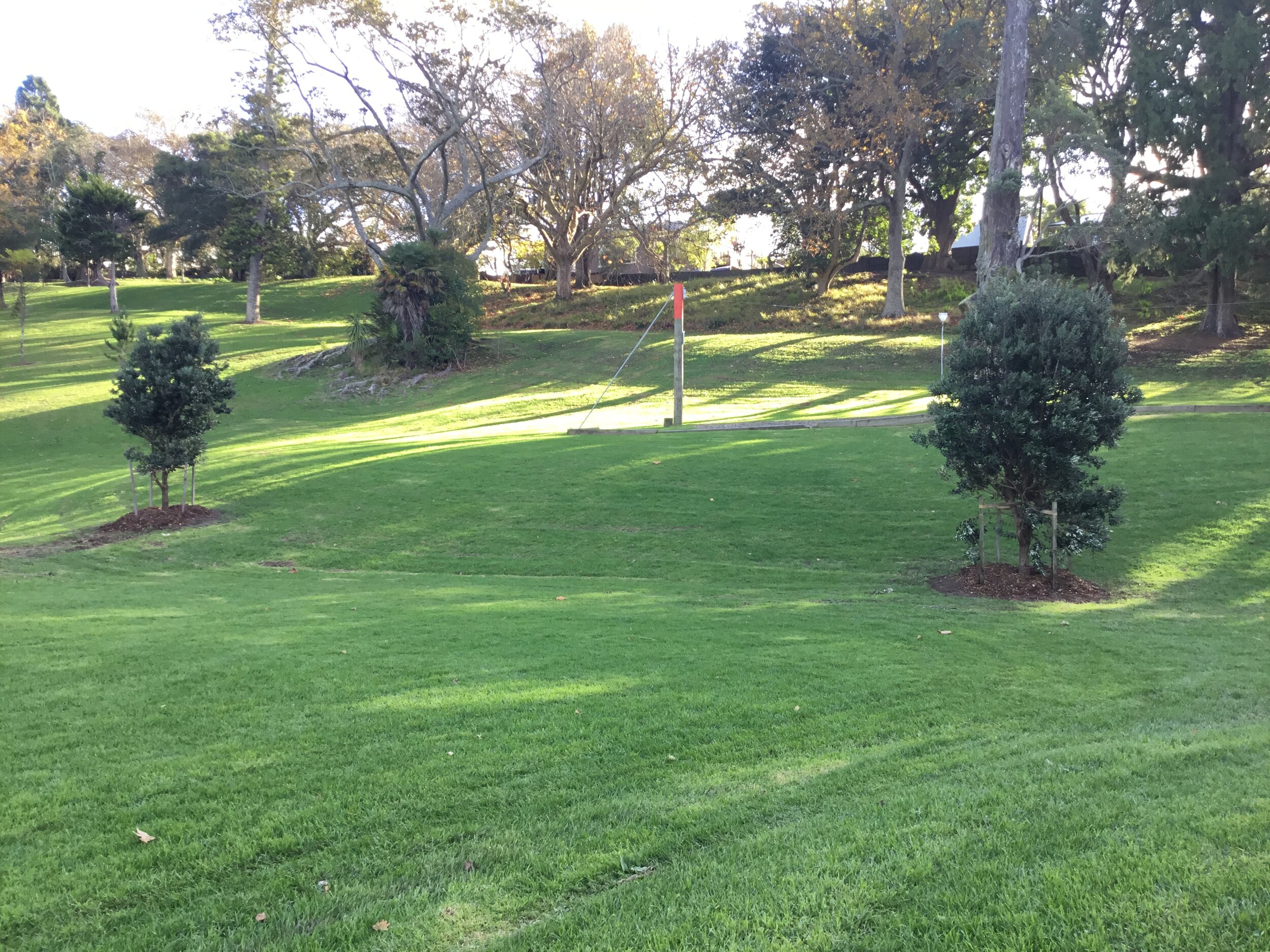  Pōhutukawa Trees at Fenton St in the way of construction removed to  Western Park Freemans Bay 