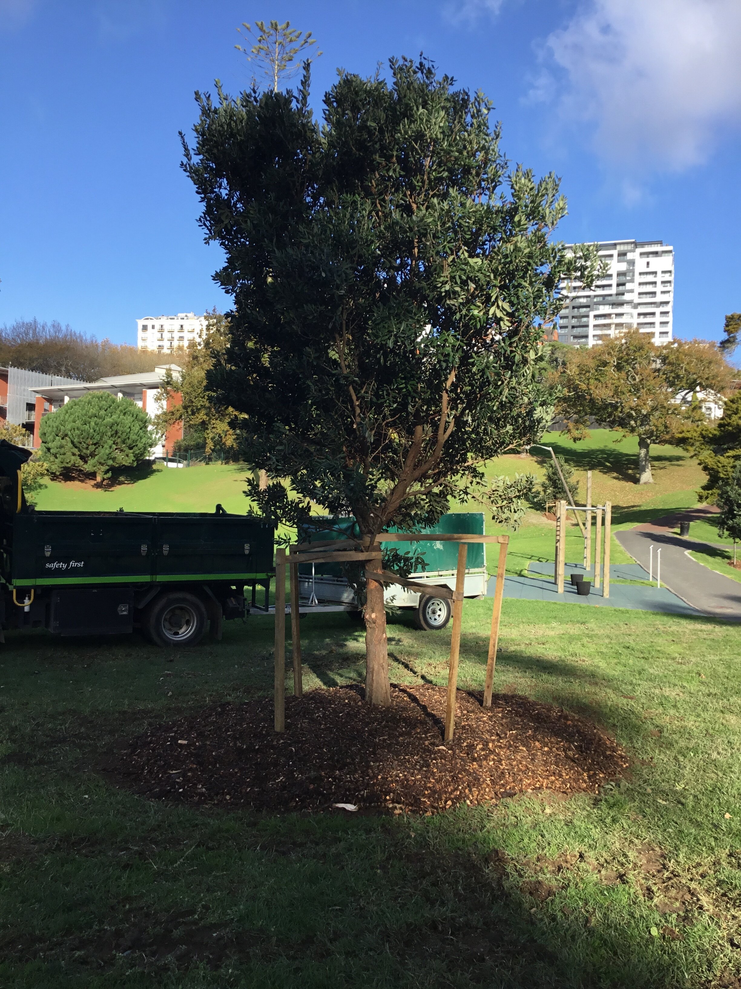  Pōhutukawa Trees at Fenton St in the way of construction removed to  Western Park Freemans Bay 