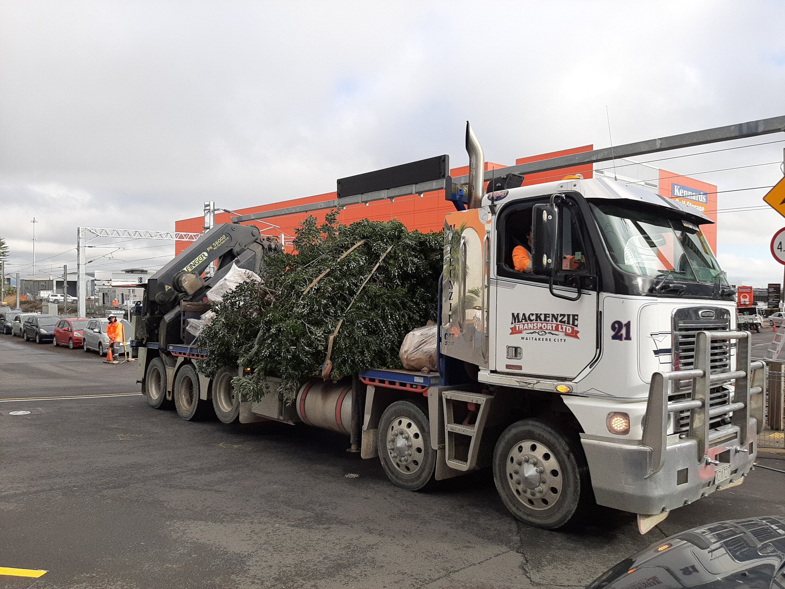  Pōhutukawa Trees at Fenton St in the way of construction being removed to  Western Park Freemans Bay 
