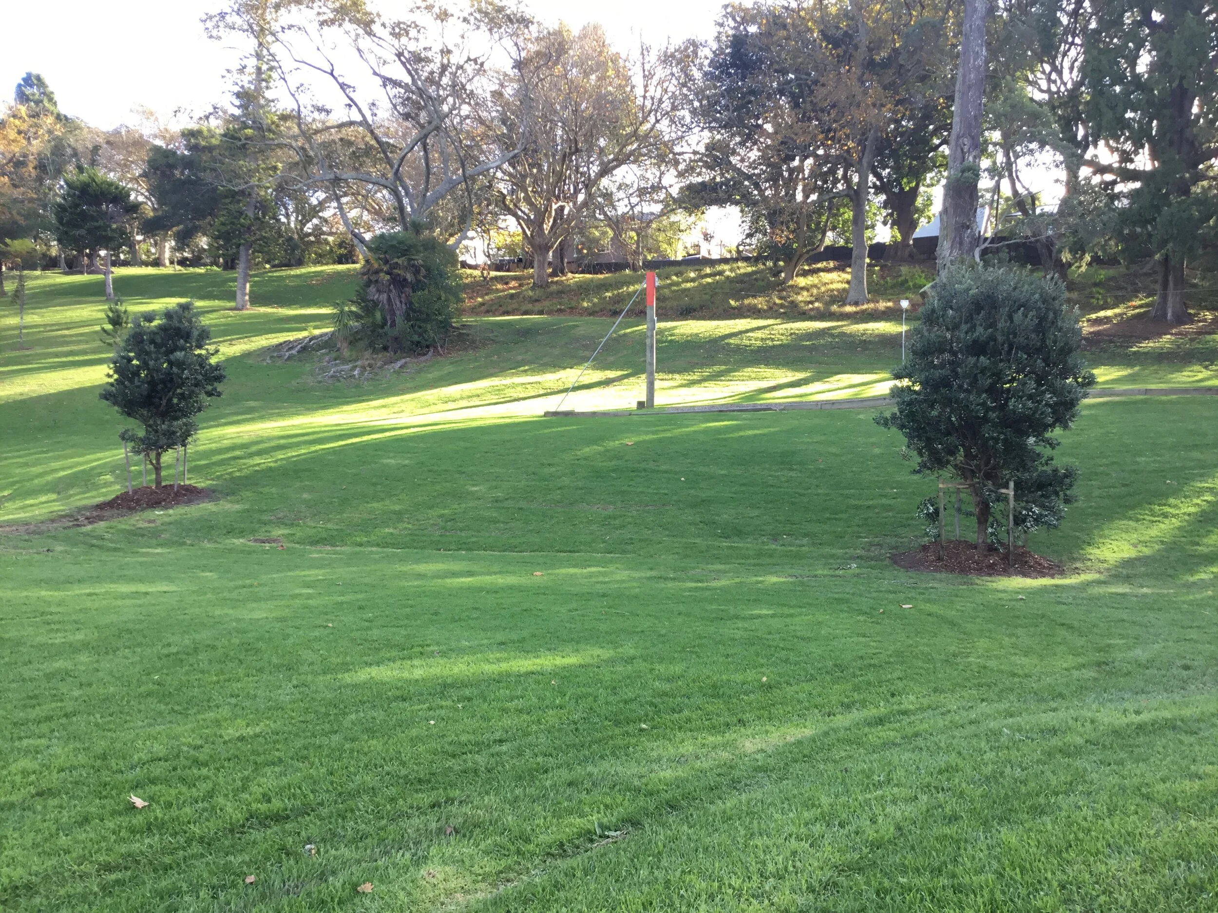  Pōhutukawa Trees at Fenton St in the way of construction being removed to  Western Park Freemans Bay 