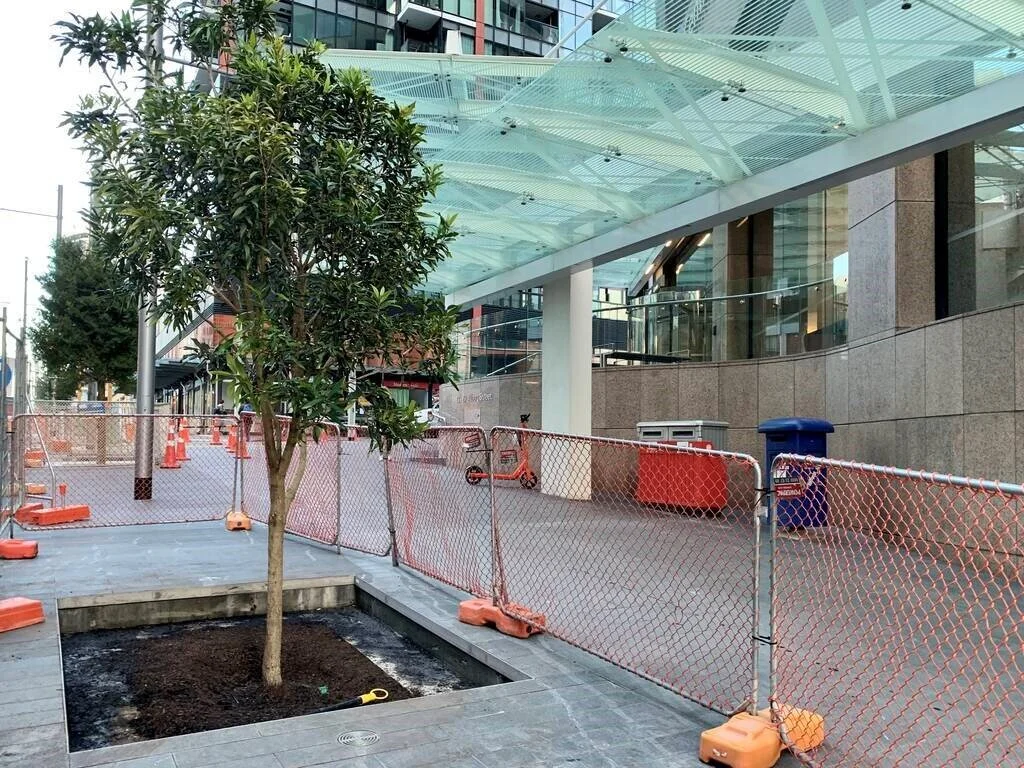  Trees outside the ANZ centre June 2020 