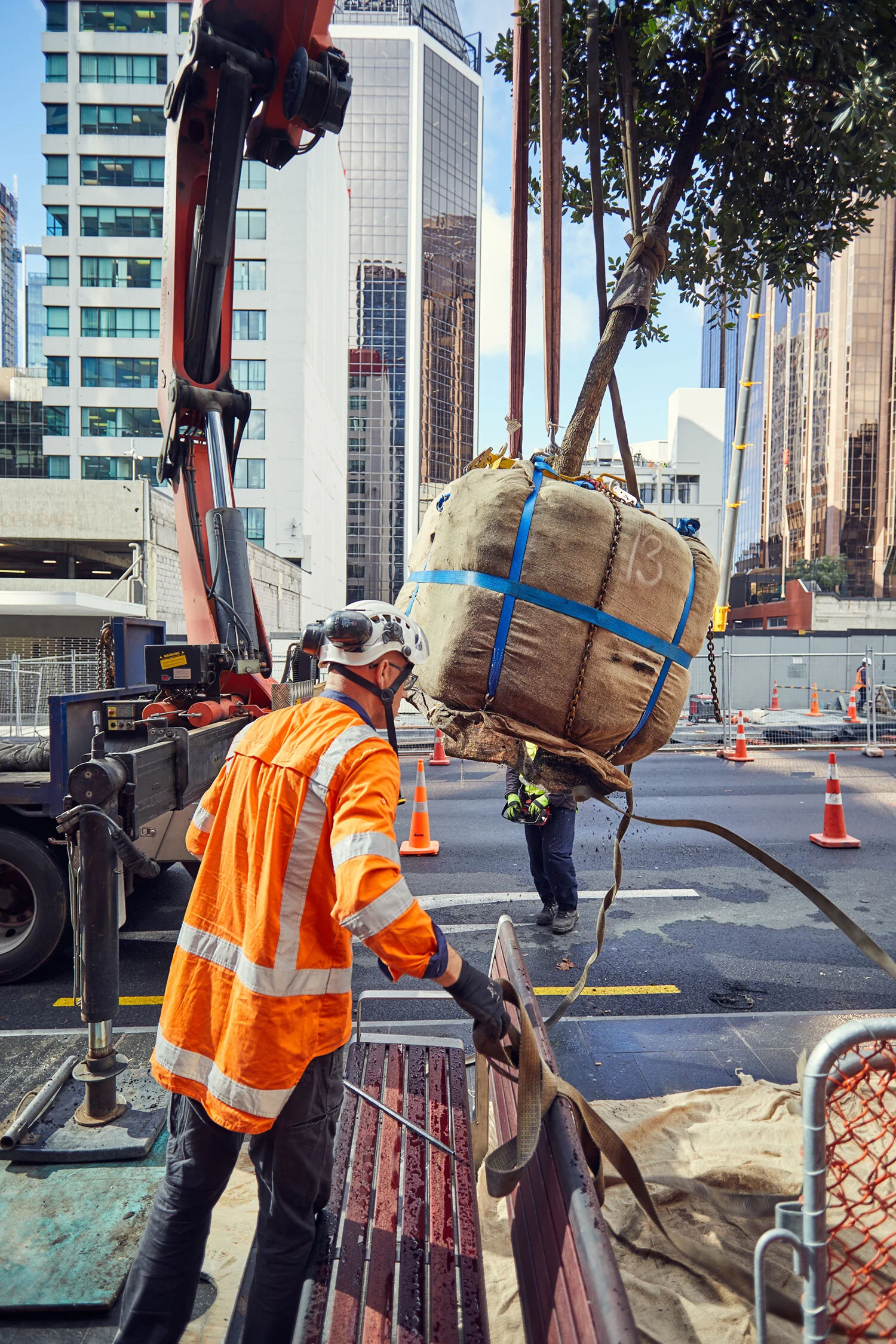Trees were installed with their root balls intact.