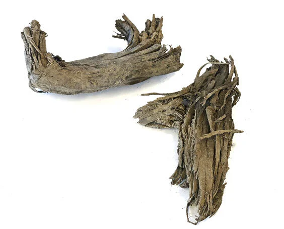 Tree fragments Jeffie found