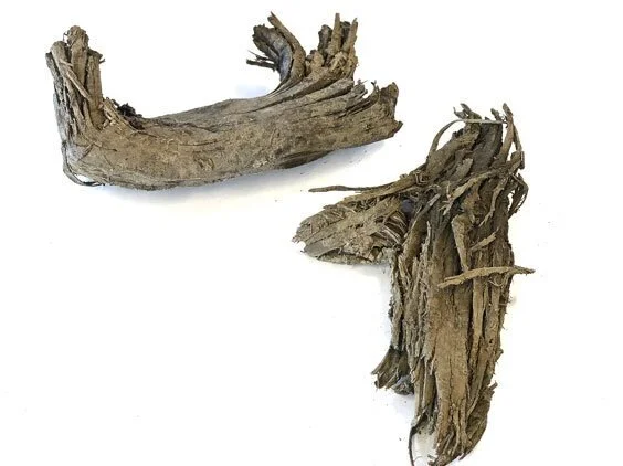 Ancient tree found to be faux whau