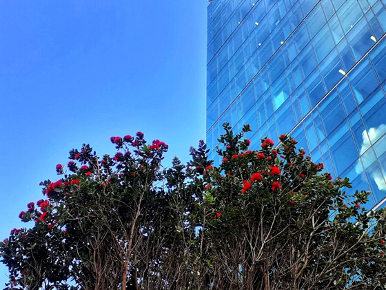 Trees Bloom for Christmas