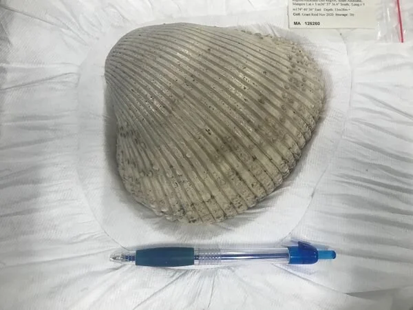 Sister Project’s Prehistoric Finds  