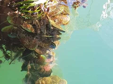 Nice Mussels, Waitematā!