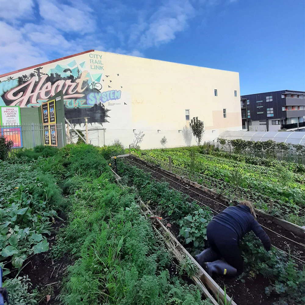 Community Garden Takes Root