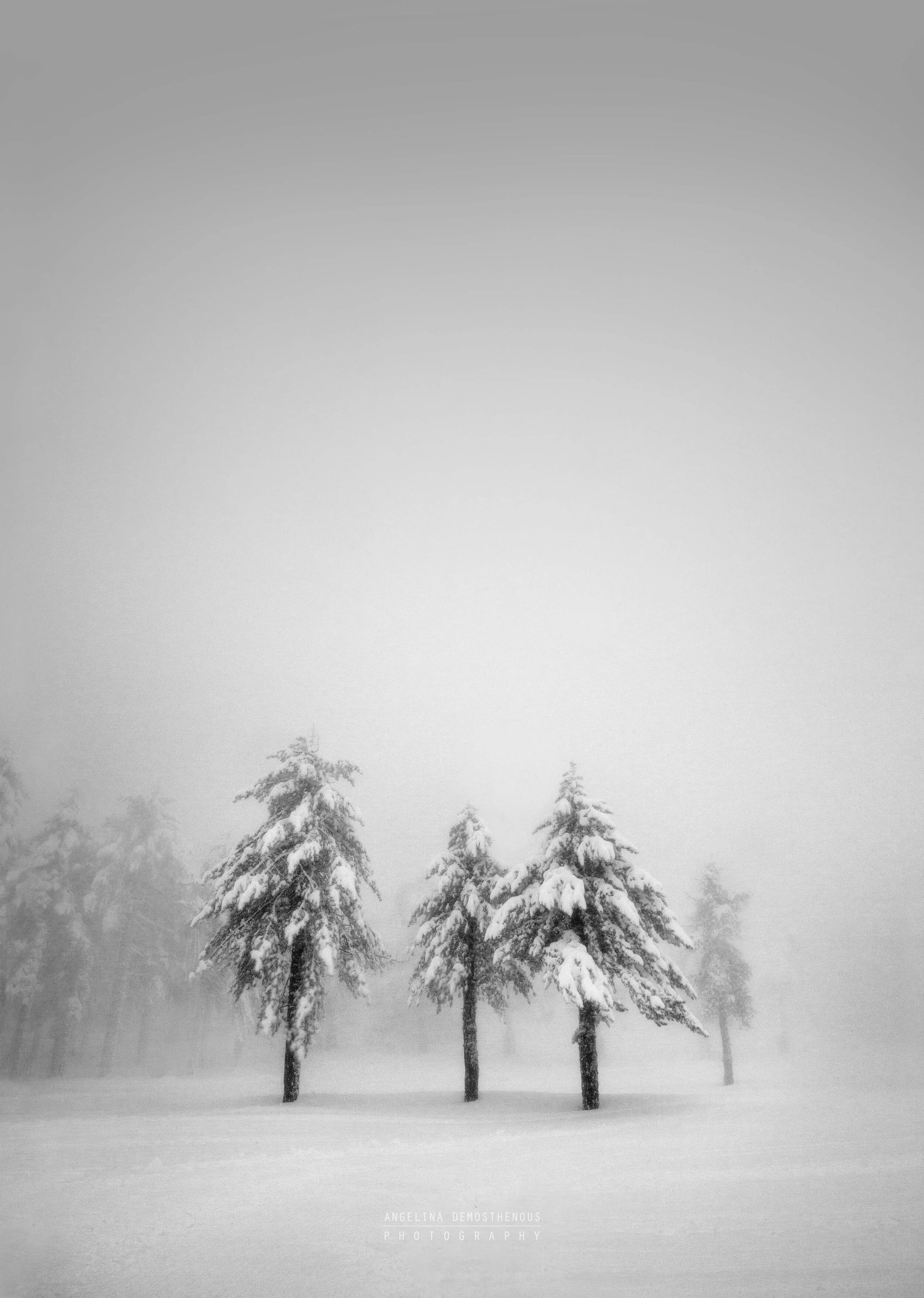 Three Trees.jpg