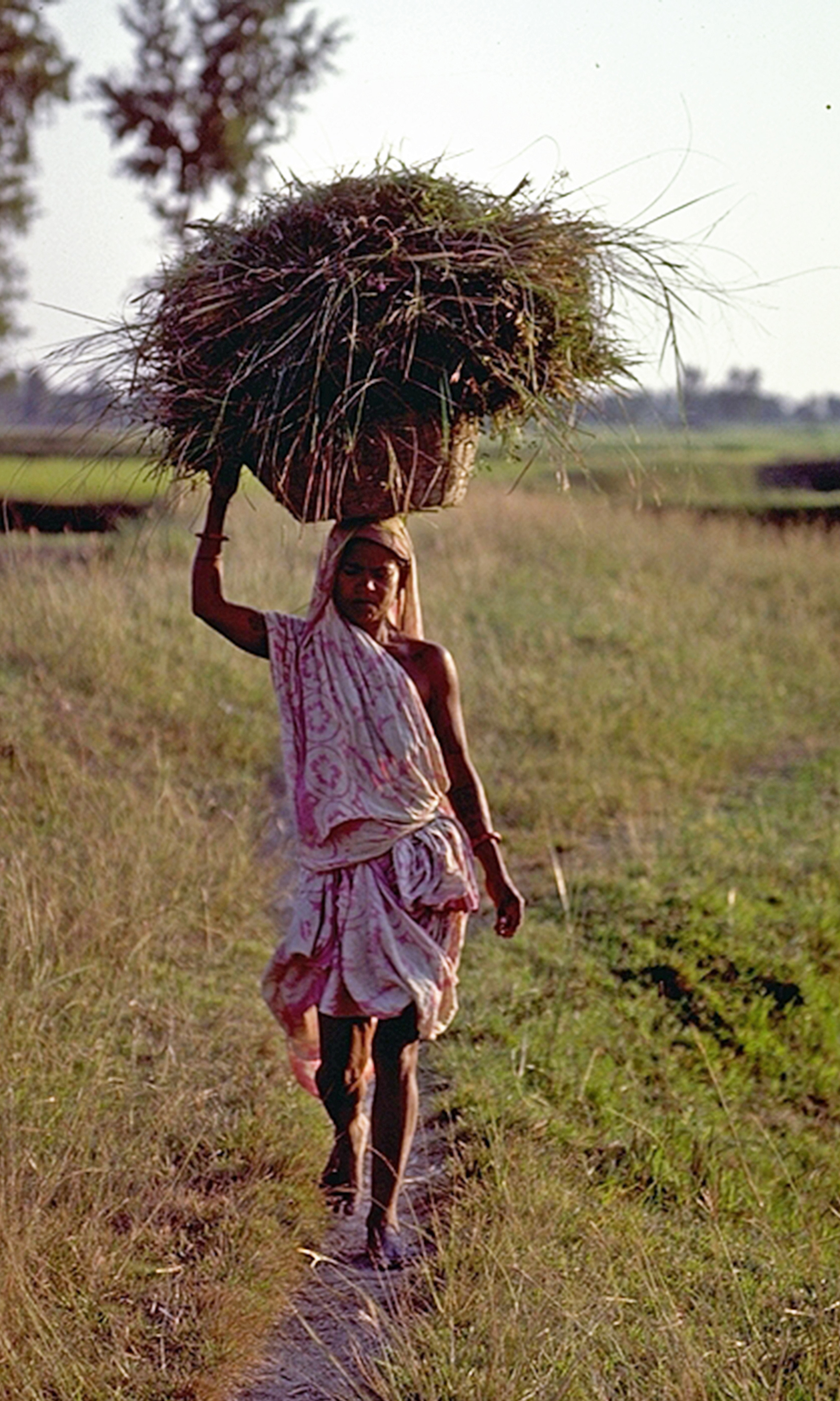 Maithili woman carrying fodder.jpg
