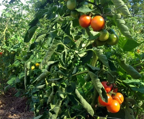 Mature, and astonishingly large cherry tomatoes! The entire plot had no irrigation, despite a record breaking drought. We like to attribute this success to the heavy mulch, which allowed the soil to stay moist regardless of the lack of rain. August 2016