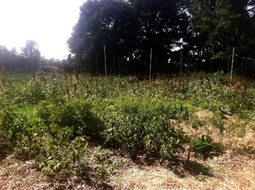 Peppers! Amaranth! Seedling Hazelnuts, Siberian Pea Shrubs, Comfrey (a welcome and very vigorous volunteer) and much more! Auguest 2017