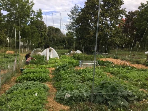Us in the garden, tending the pepper plants. You can also see our cattle panel greenhouse, which was inspired by our friend Sean. September 2017