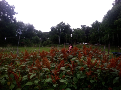 Sylvia amongst the Amaranth, which means "unfading flower" in latin. We saved the seed and will eat it as one of our staple grains this winter. September 2017