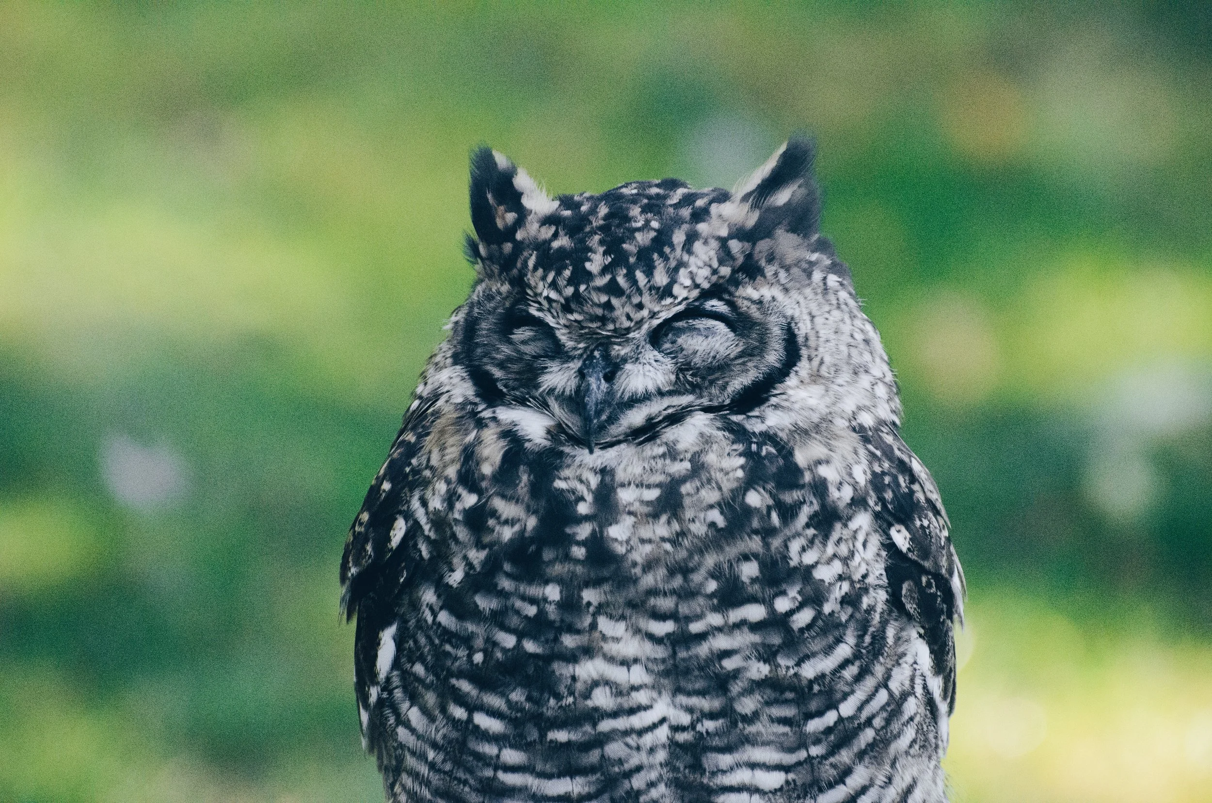 This owl looks far too comfy sleeping for it to be overrated. What are on about, John?