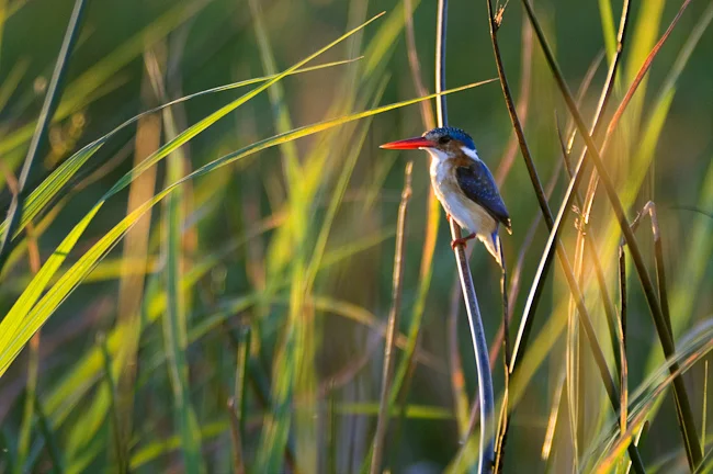 africa_photo_safari_okavango_delta_3