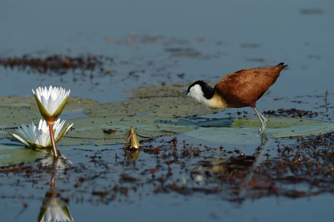 africa_photo_safari_okavango_delta_6