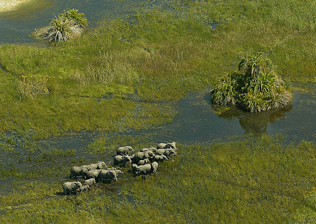 africa_photo_picture_safari_botswana