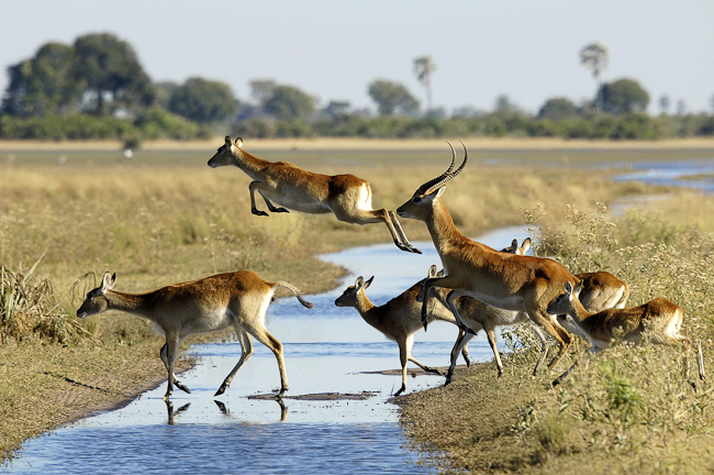 africa_photo_picture_safari_botswana