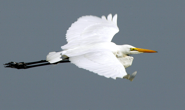 africa_photo_picture_safari