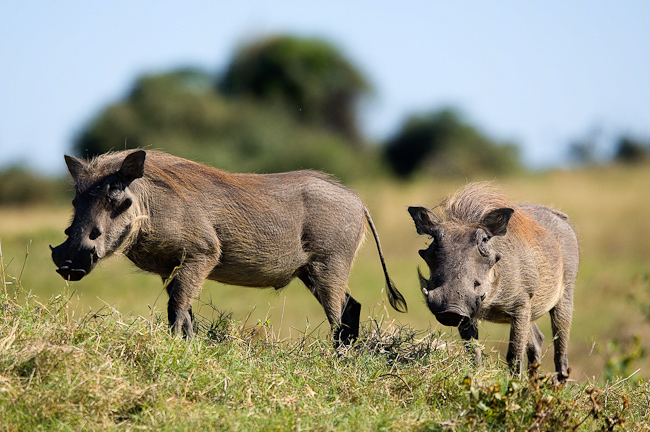 africa_photo_picture_safari