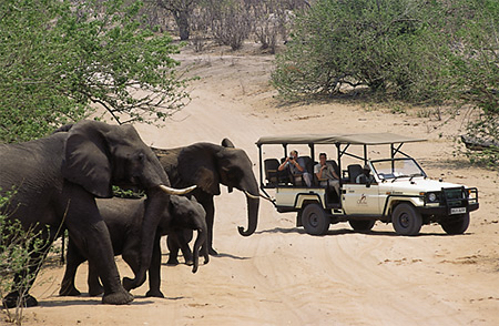 africa_photo_picture_safari