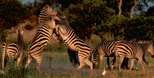 africa_photo_safari-africa_photo_safari