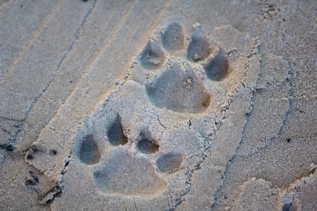africa photographic safari Botswana