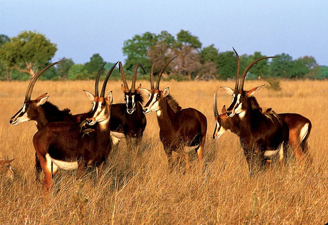 africa photographic safari Botswana