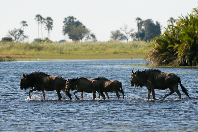 Africa_Picture_Safari_Botswana158.jpg