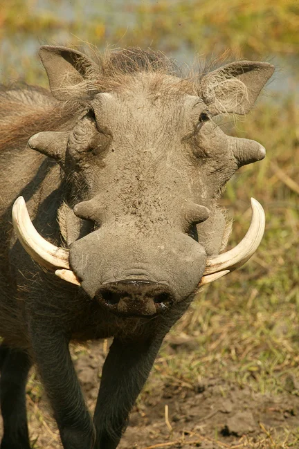africa photographic safari Botswana