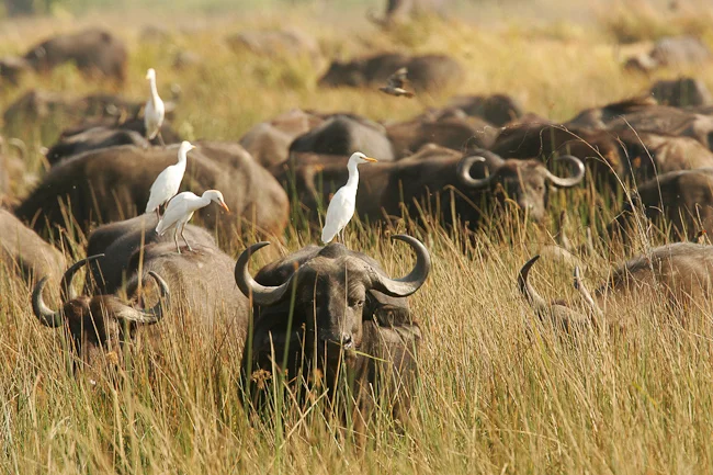africa photographic safari Botswana