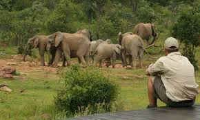 africa_photo_safari-south_africa