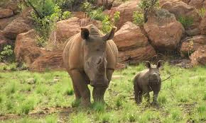africa_photo_safari-south_africa