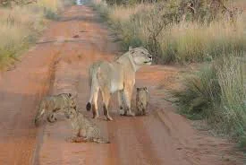 africa_photo_safari-south_africa