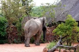 africa_photo_safari-south_africa