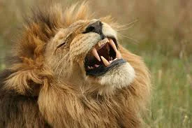 africa_photo_safari-south_africa